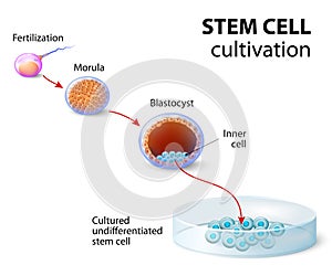 Stem cell cultivation