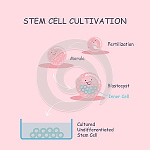 Stem cell cultivation photo