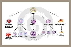 Provenir celúla. desarrollo de sangre células,, linfocitos a plaquetas de la sangre. infografias 