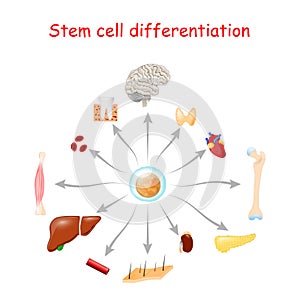 Stem cell differentiation