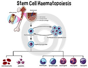 Stem Cell Haematopoiesis Diagram