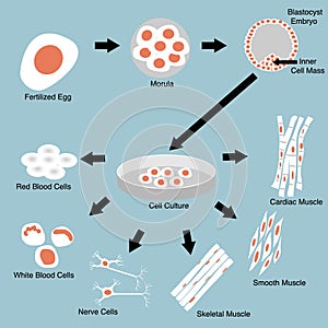 Stem Cell