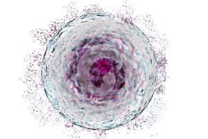 Stem Cell with protein cluster, deconstructing stem cell