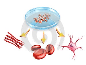 Stem cells photo