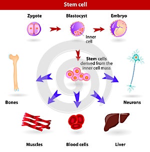 Stem cells photo
