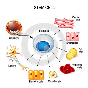 Stem cells.