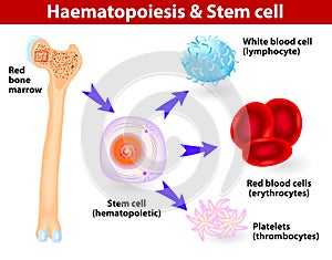 Stem cells & Hematopoiesis photo