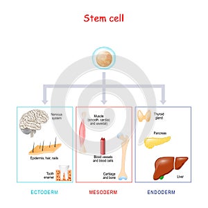 Stem cells, and human organs on a white background