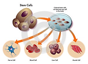 Provenir células 