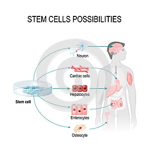 Stem cells possibilities