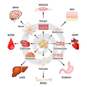 Stem cells. Regenerative medicine