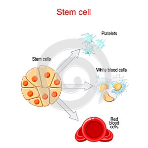 Stem cells transplantation and differentiation photo
