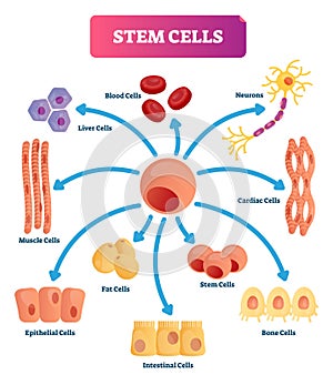 Stem cells vector illustration. Medical labeled diagram with all kind cells