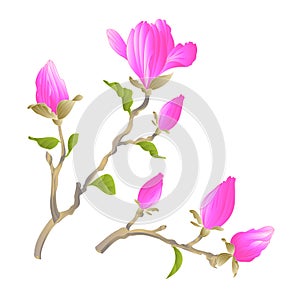 Stem Chinese magnolia blooming pink flowers and buds with leaves botanical spring herb background vintage vector illustration edi