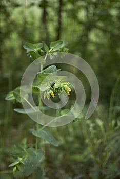 Yellow flowers of Cerinthe minor photo