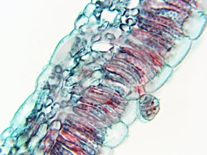 Stem of Cotton Inner side 100x magnification