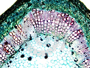 Stem of Cotton outer side 100x magnification