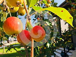 A stem of crabapples growing in the front yard of a home in Edmo