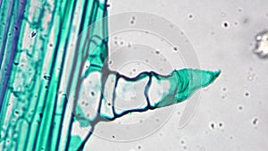 Stem of Cucurbita moschata L.S. under microscope 400x against bright field