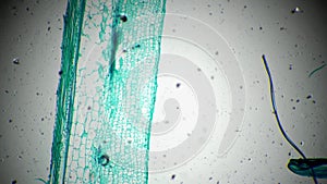 Stem of Cucurbita moschata L.S. under microscope 40x against bright field