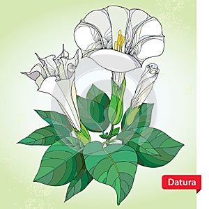 Stem with Datura stramonium or Thorn apple. Poisonous plant. photo