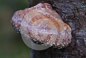 Stem decay fungus, conk, red belt conk with sparking rain drops in forest