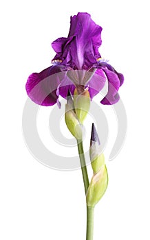 Stem with deep purple iris flower on white