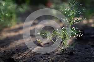 Stem of dill on the soil with dew on the leaves