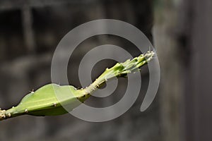 The stem of the Dragon fruit or pitaya. Hylocercus undatusHaw