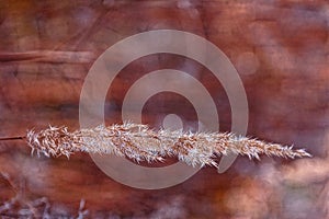 The stem of a dry gray blade of grass in the field