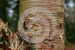 Stem of Erman's birch Betula ermanii..