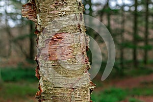 Stem of Erman's birch Betula ermanii..