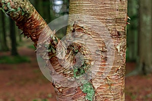 Stem of Erman's birch Betula ermanii..