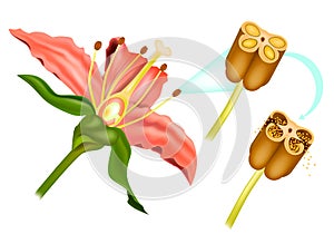 Stem Flower cross section anatomy of plant. Sexual Reproduction In Flowering Plants. Structure Stamen and