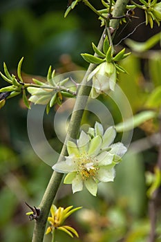 Stem with flower pereskia aculeata a scrambling shrub