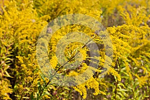 Stem of flowering Canadian goldenrod against of the same plants