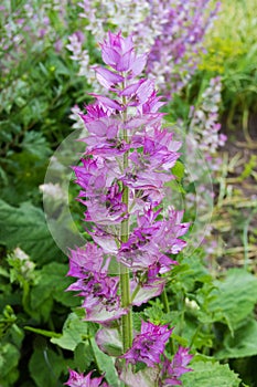 Stem of flowering sage on a blurred background