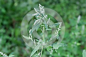 Stem of flowering wild white goosefoot on a blurred background