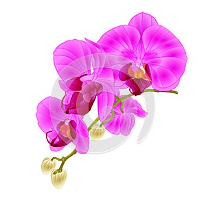 Stem with flowers and buds beautiful orchid Phalaenopsis purple closeup on a white background vintage vector vector illustrati