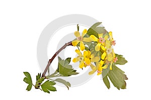 Stem with flowers of the clove currant isolated