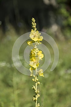 Stem and flowers of common mullein