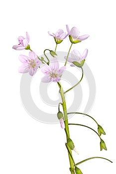 Stem and flowers of spring beauty isolated on white