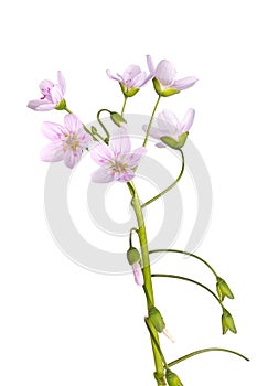 Stem and flowers of spring beauty isolated on white photo