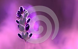 Ultra violet Lavender in violet close-up