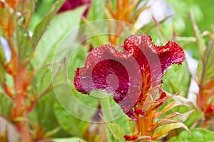 Stem of fuzzy Celosia