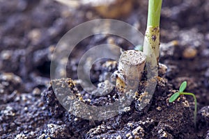 Stem of garlic seedling and growing small seedling in a potting soil, macro shot.