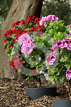 Stem geraniums