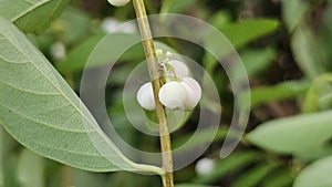 Common Snowberry Plant with white berries growing from a slender, vertical branch. photo