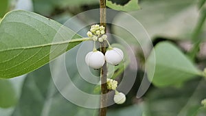 Common Snowberry Plant with white berries growing from a slender, vertical branch. photo
