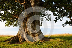 Stem of grand oak
